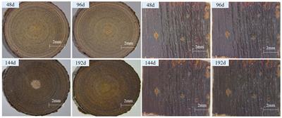 UV irradiation behavior of Salix psammophila sand barriers in the process of desertification control